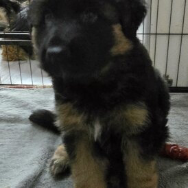 German Shepherd (Alsatian) - Dogs