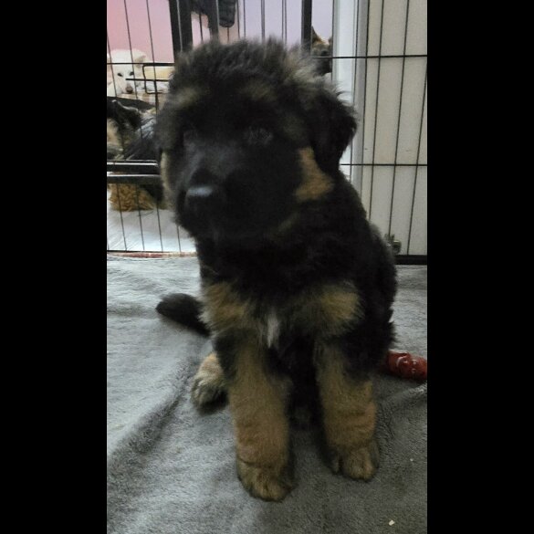 German Shepherd (Alsatian) - Dogs