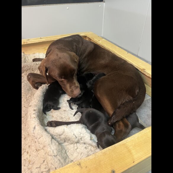 Labrador Retriever - Both