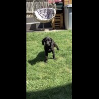 Labrador Retriever - Both