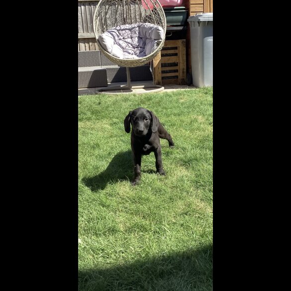 Labrador Retriever - Both