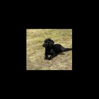 Labrador Retriever - Both