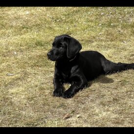 Labrador Retriever - Both