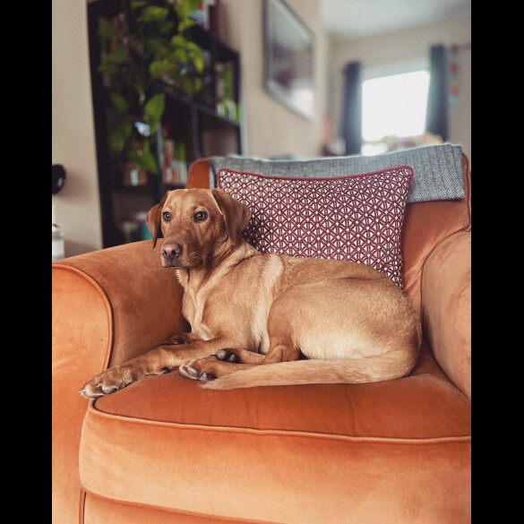 Labrador Retriever - Both