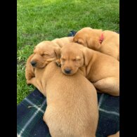 Labrador Retriever - Both