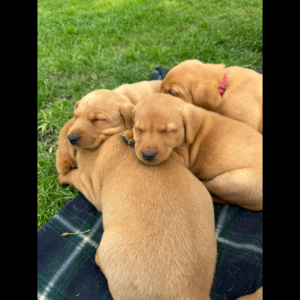 Labrador Retriever - Both