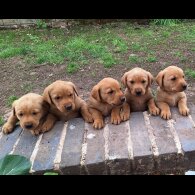 Labrador Retriever - Both