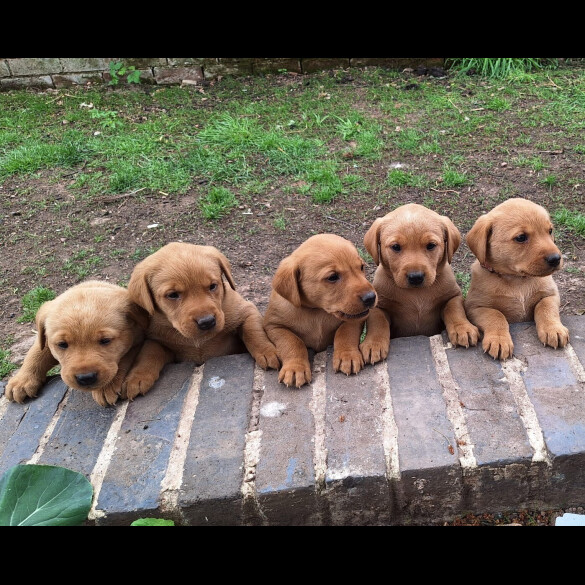 Labrador Retriever - Both