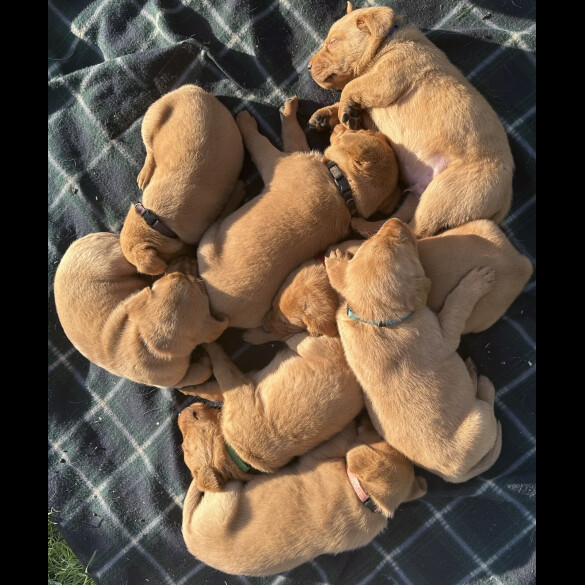 Labrador Retriever - Both