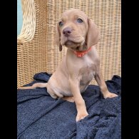 Hungarian Vizsla - Both