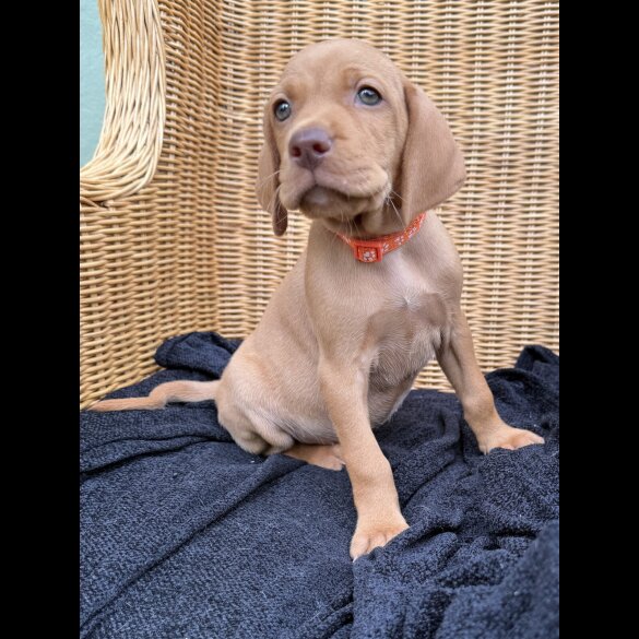 Hungarian Vizsla - Both