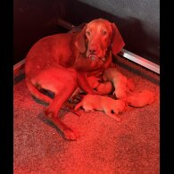 Hungarian Vizsla - Both
