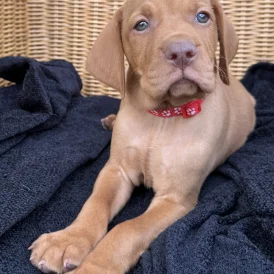 Hungarian Vizsla - Both