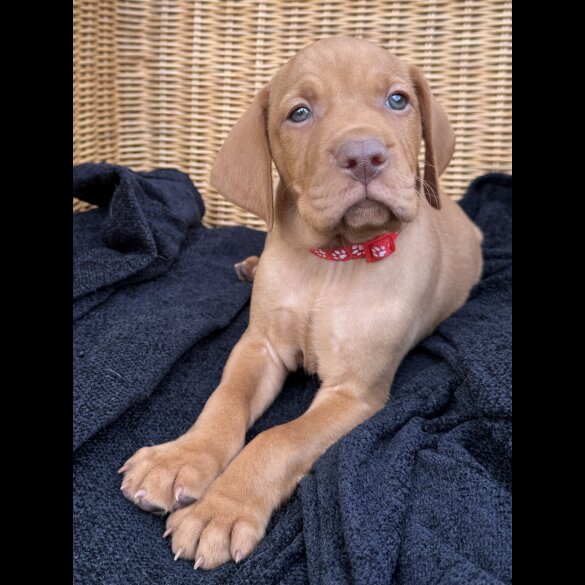Hungarian Vizsla - Both