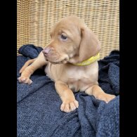 Hungarian Vizsla - Both