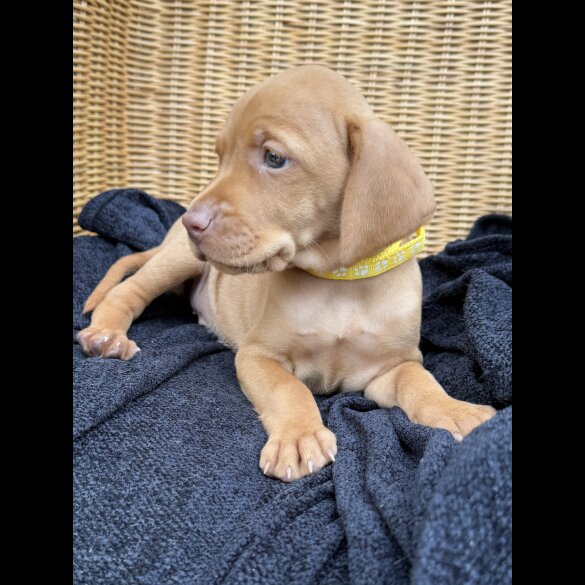 Hungarian Vizsla - Both