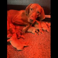 Hungarian Vizsla - Both