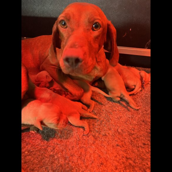 Hungarian Vizsla - Both