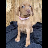 Hungarian Vizsla - Both