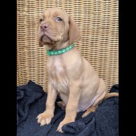 Hungarian Vizsla - Both