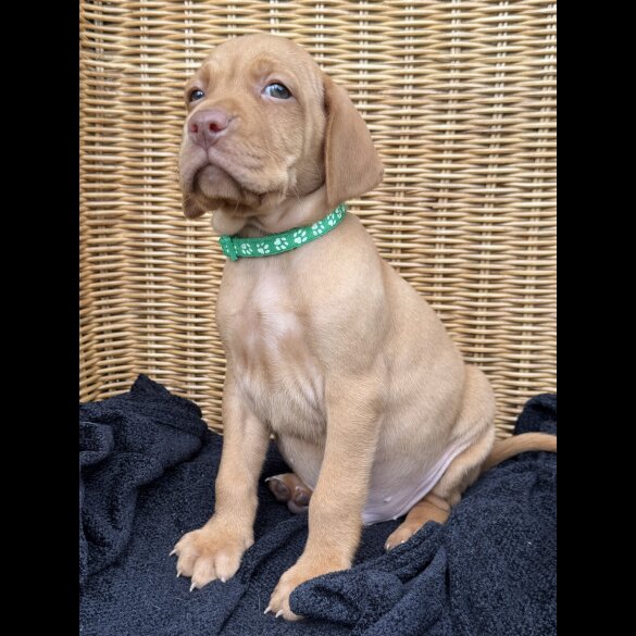 Hungarian Vizsla - Both