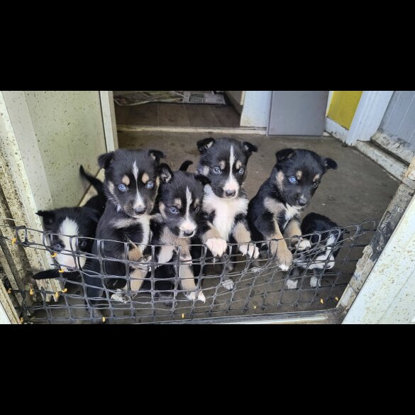 Mixed Breed - Both