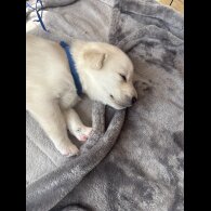 Mixed Breed - Both