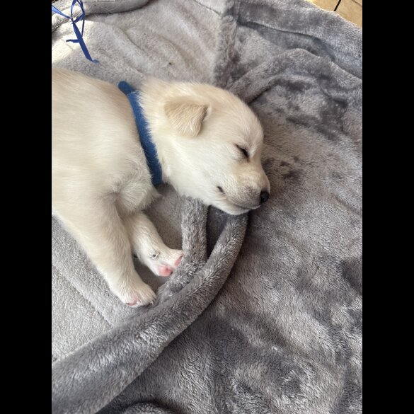 Mixed Breed - Both