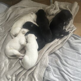 Mixed Breed - Both