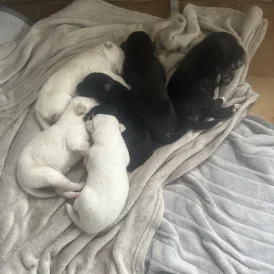 Mixed Breed - Both
