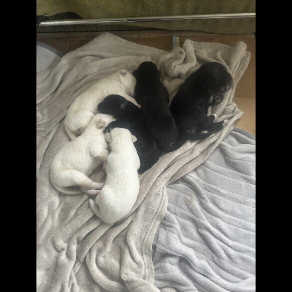 Mixed Breed - Both