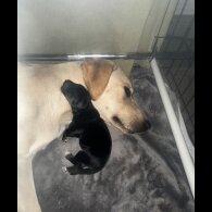 Mixed Breed - Both