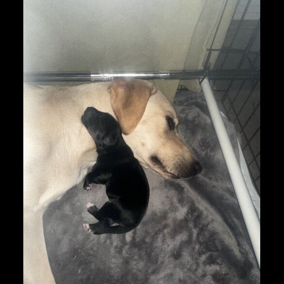 Mixed Breed - Both
