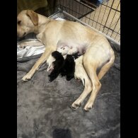 Mixed Breed - Both