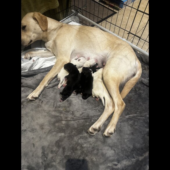 Mixed Breed - Both