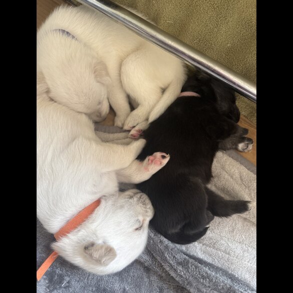 Mixed Breed - Both