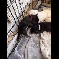 Mixed Breed - Both