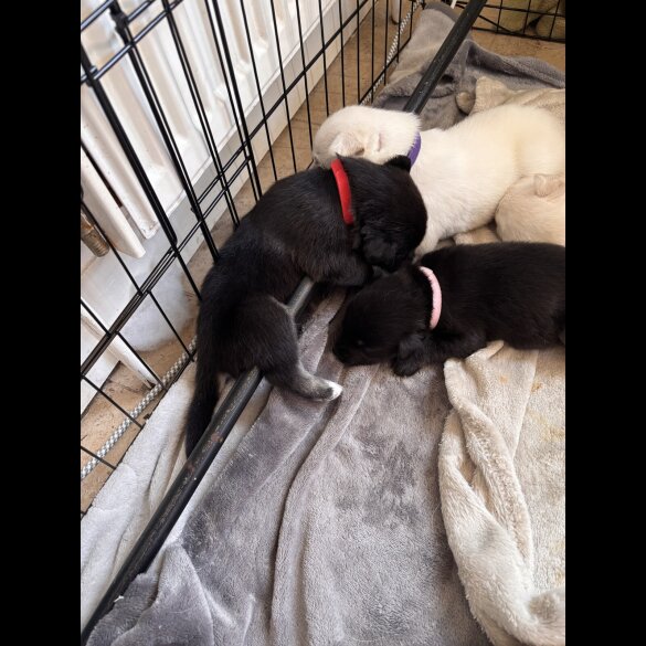 Mixed Breed - Both