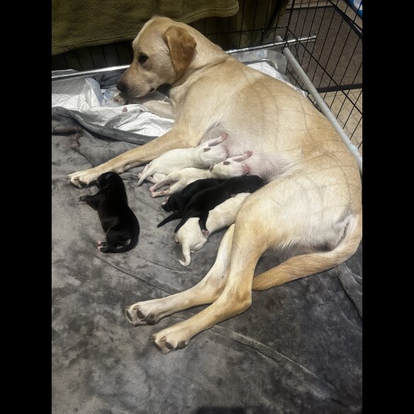 Mixed Breed - Both
