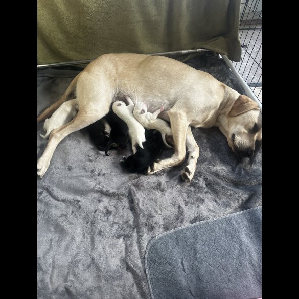 Mixed Breed - Both