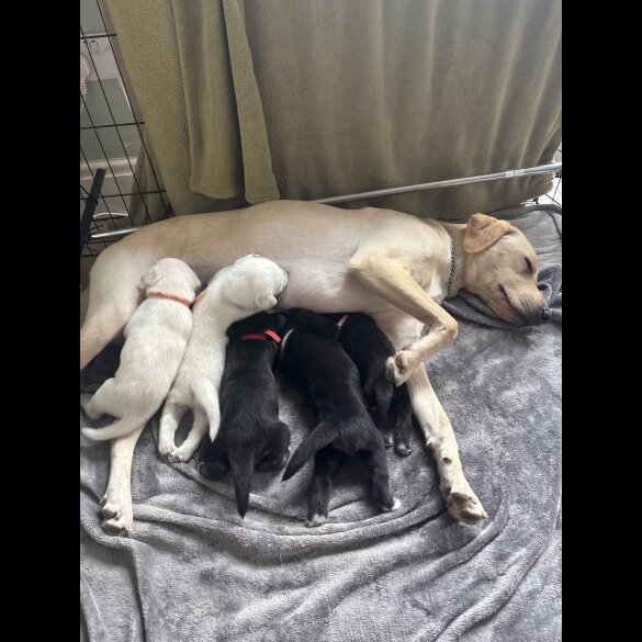 Mixed Breed - Both