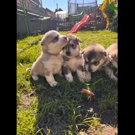 Siberian Husky - Both