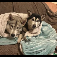 Siberian Husky - Both