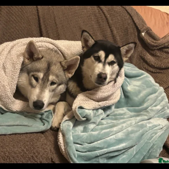 Siberian Husky - Both