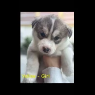Siberian Husky - Both