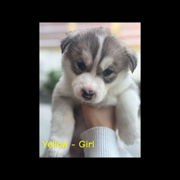 Siberian Husky - Both