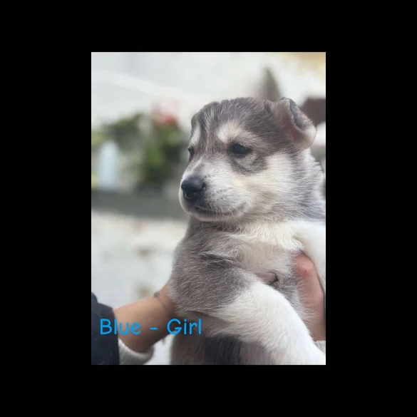 Siberian Husky - Both