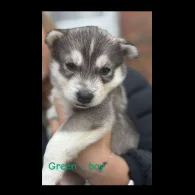 Siberian Husky - Both
