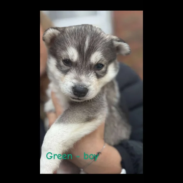 Siberian Husky - Both