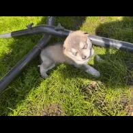 Siberian Husky - Both